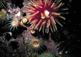 Sea Anemones