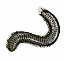 Millipede