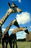 Giraffes at the Metro Toronto Zoo Giraffes at the Metro Toronto Zoo