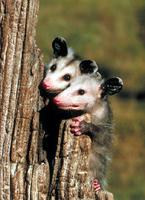 Opossum