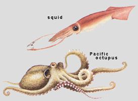 Molluscs: Cephalopods