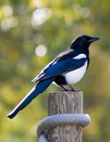 Magpie, Black-billed