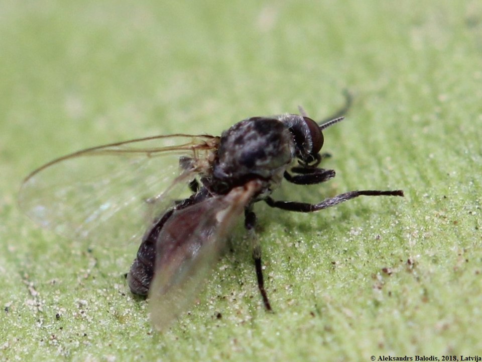 Mouche noire (simuliidé)