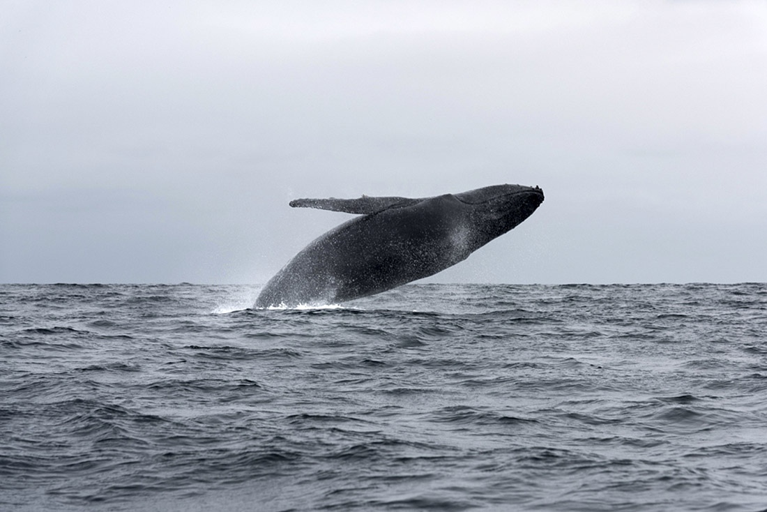 Blue Whale Breaching Blue Whale Breaching