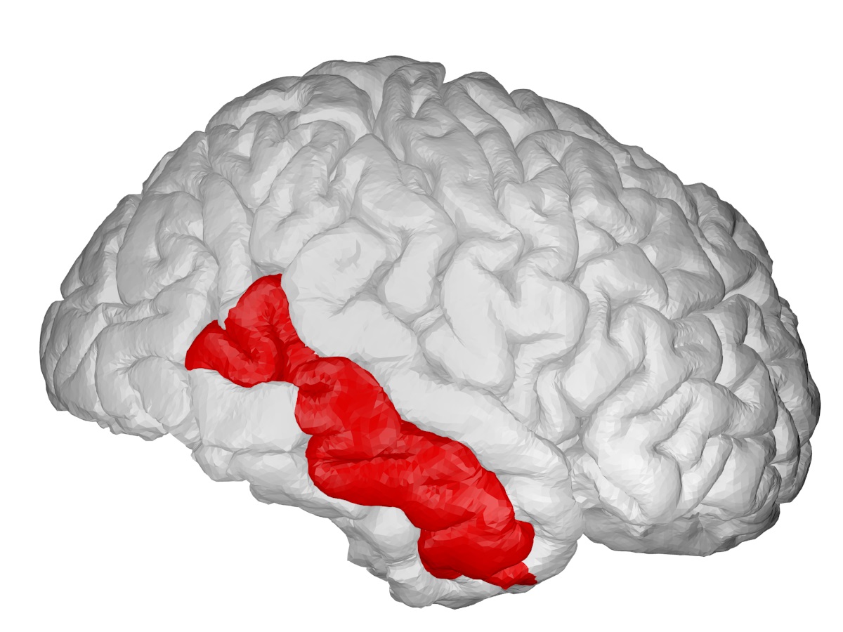 Digital visualization of the brain identifying the medial temporal lobe Digital visualization of the brain identifying the medial temporal lobe