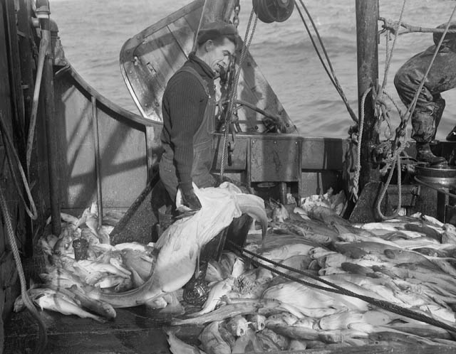 Cod on a Trawler Cod on a trawler