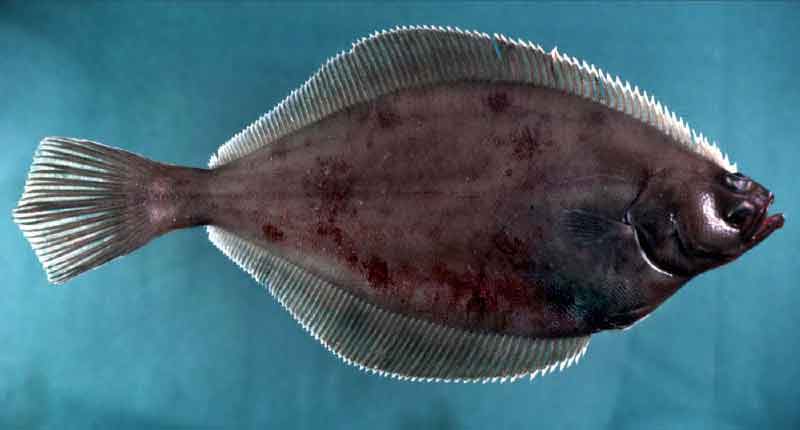 American Plaice (Hippoglossoides platessoides)