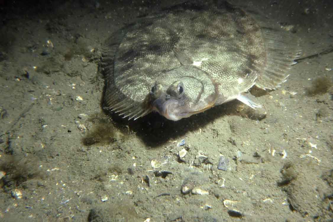 flat fish species