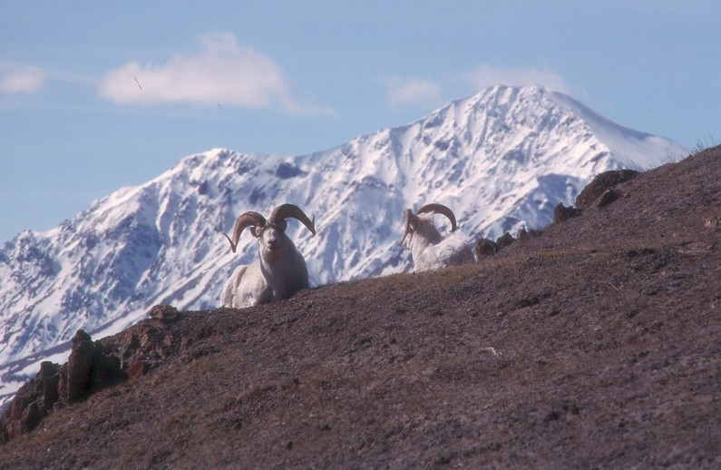 Mouflon de Dall