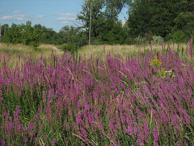 Purple loosestrife