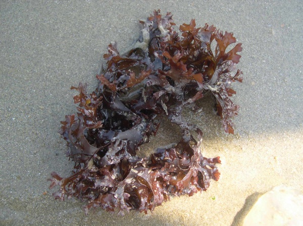 Photo of Irish moss