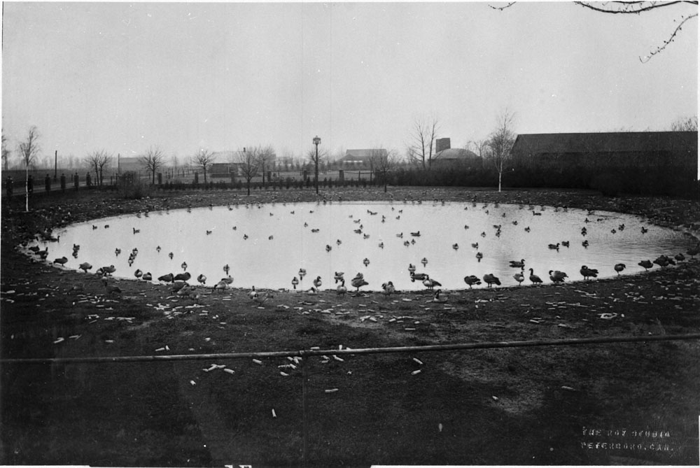 Jack Miner's Backyard Pond Jack Miner's Backyard Pond