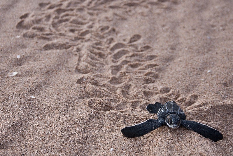 Bébé tortue luth