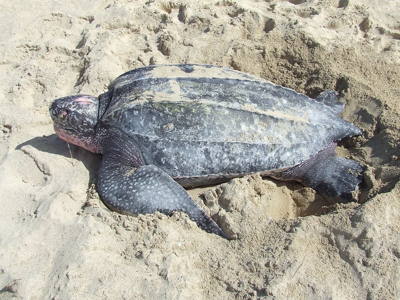 leatherback sea turtles size