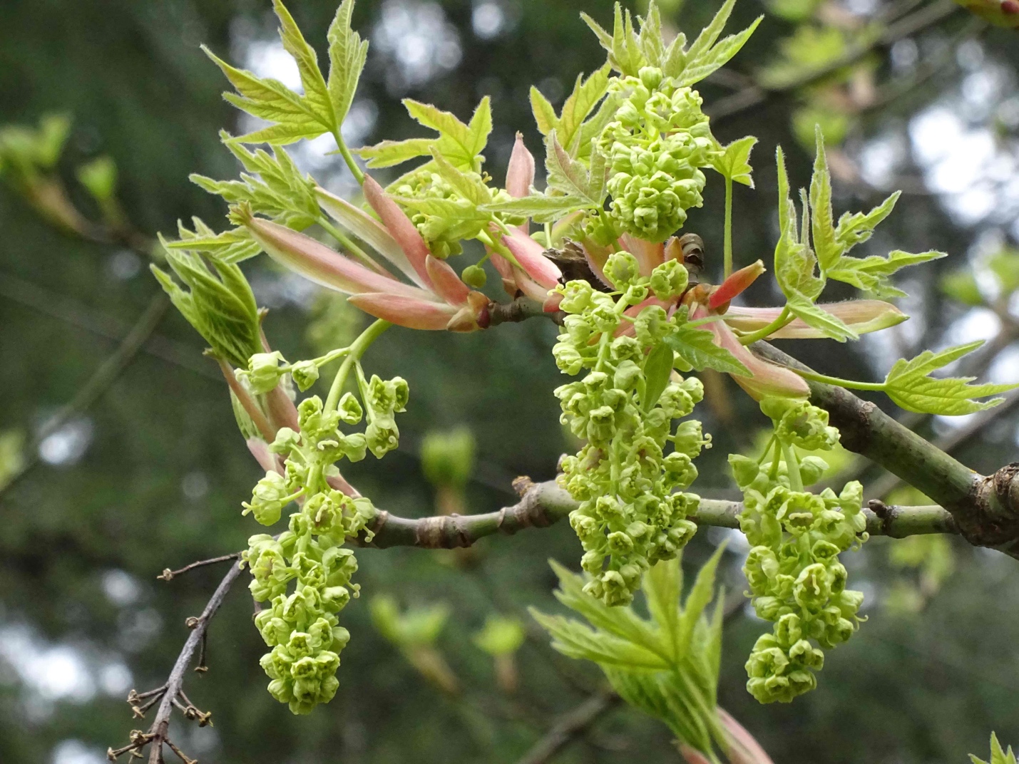 Bigleaf Maple Flowers Bigleaf Maple Flowers