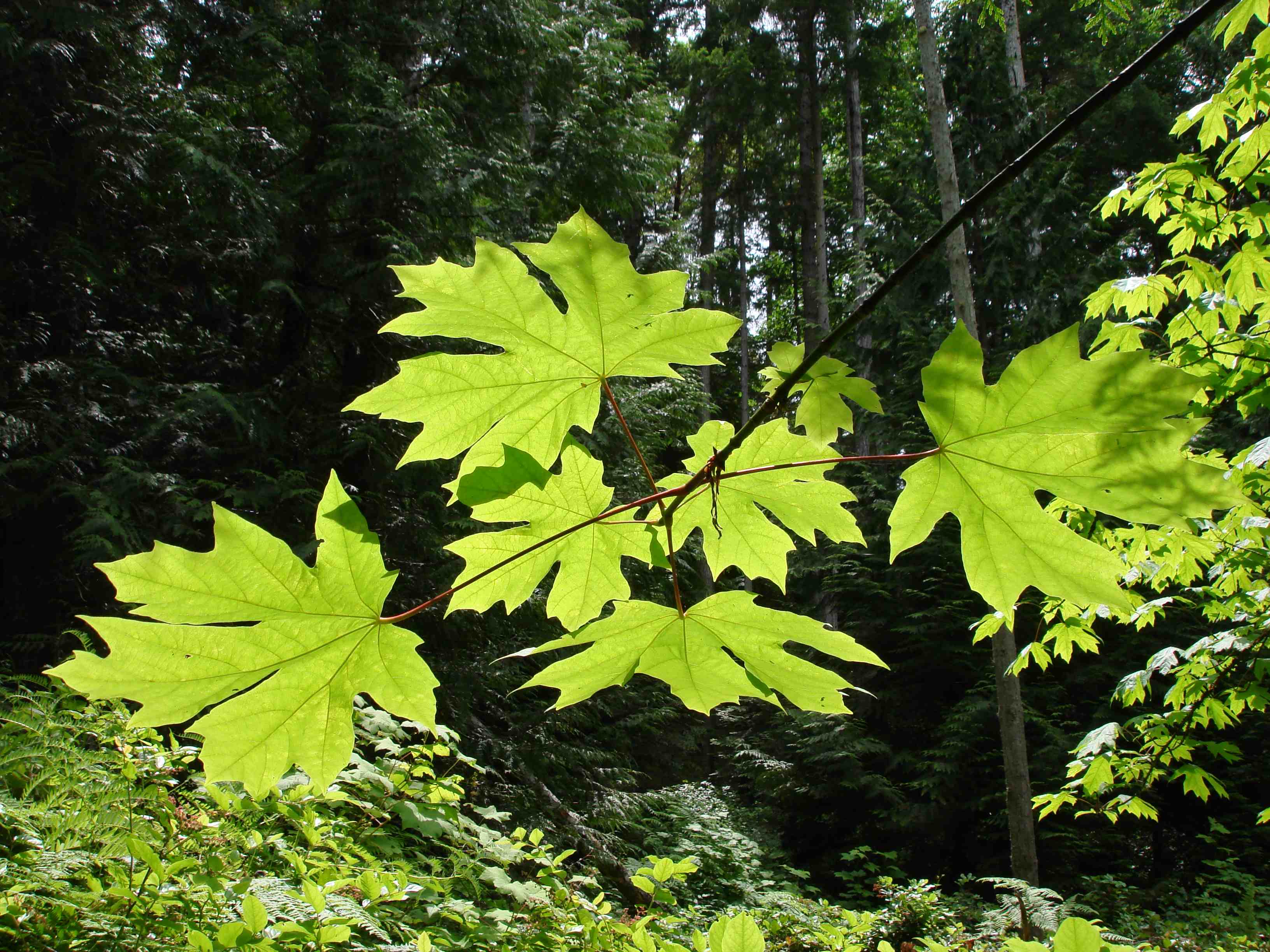 Bigleaf Maple Leaves Bigleaf Maple Leaves