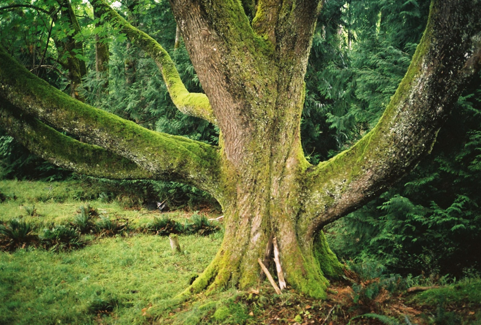 Bigleaf Maple Tree Bigleaf Maple Tree