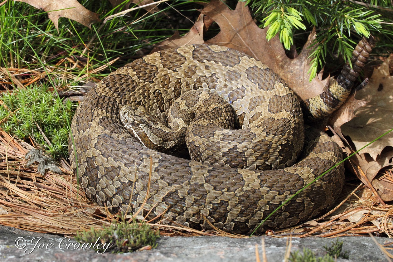 Eastern Massasauga Rattlesnake