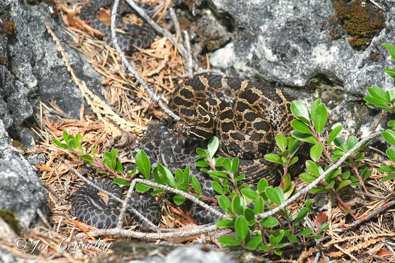 Mère massasauga et ses bébés