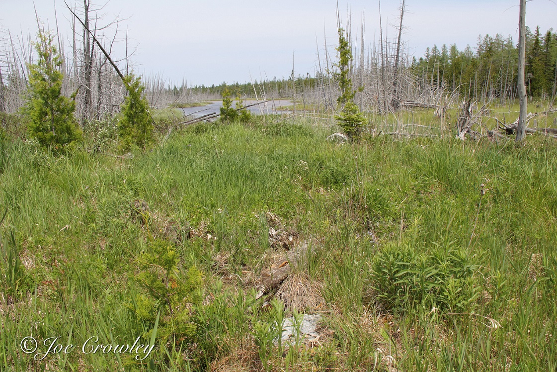 Habitat du massasauga de l’Est