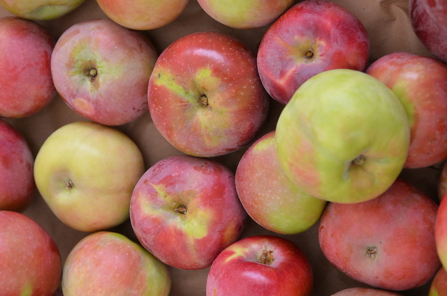 McIntosh Apple Tree