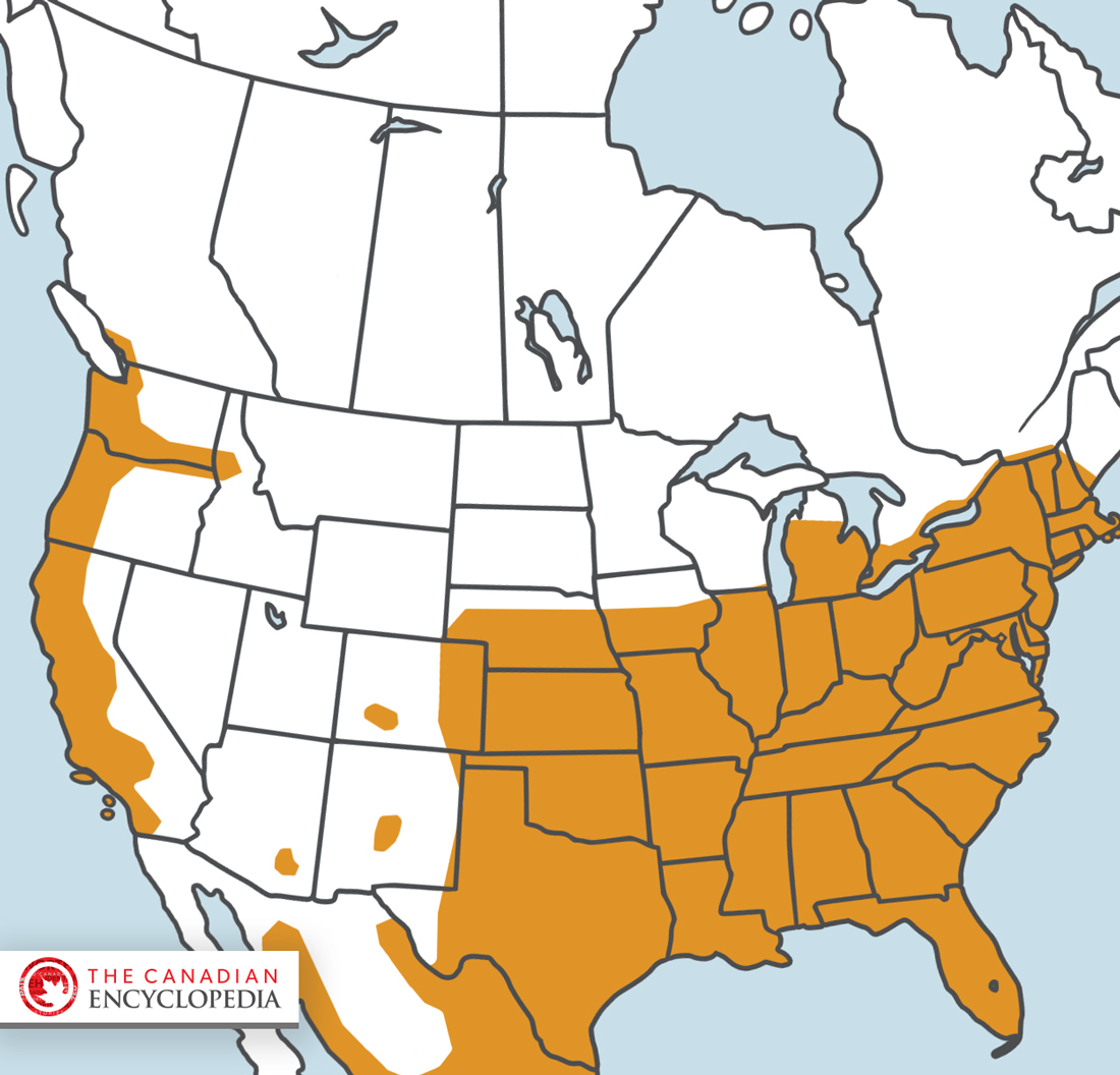 Geographic Range of the Virginia Opossum (Didelphis virginiana)