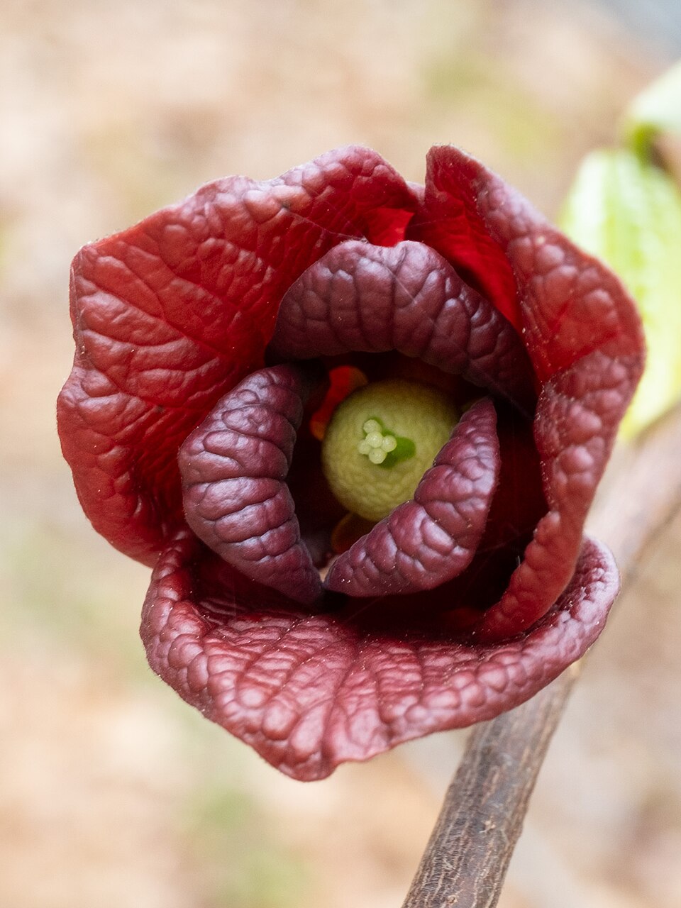 Pawpaw Flower Pawpaw Flower