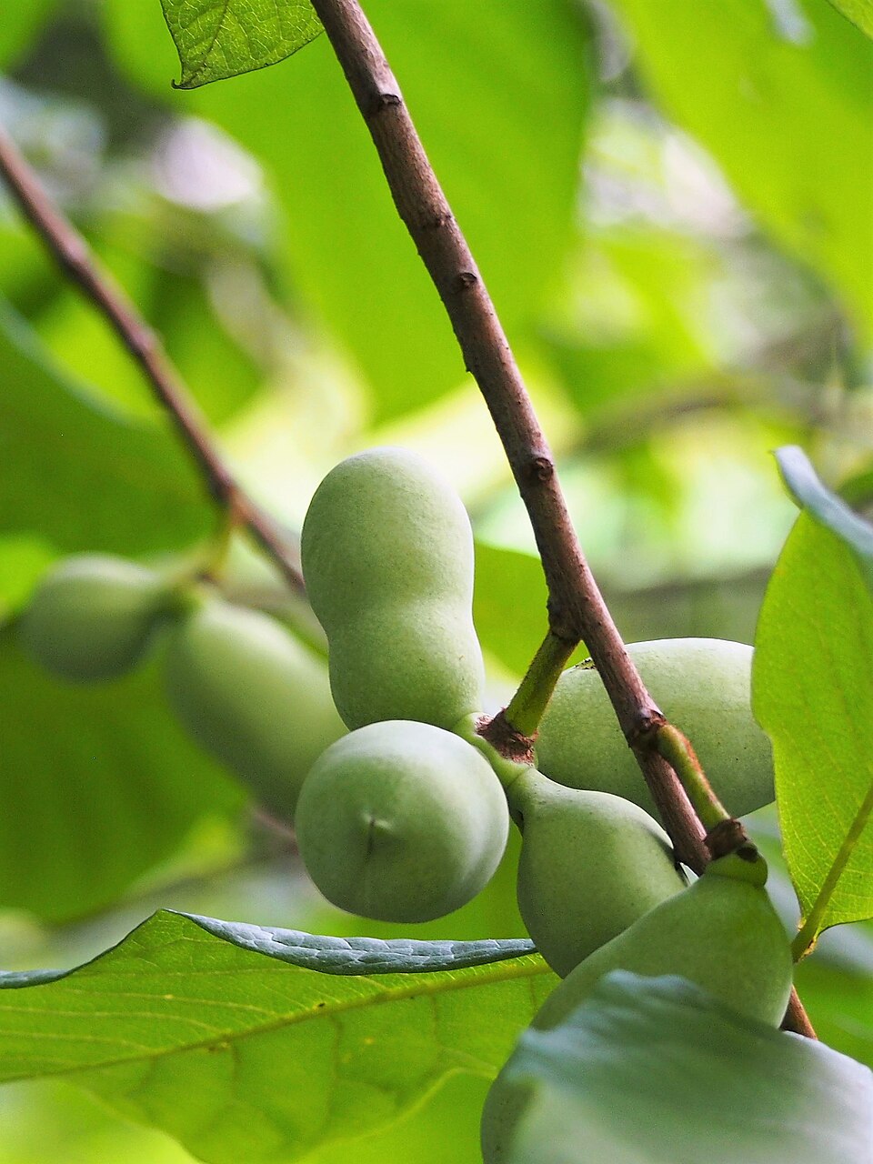 Pawpaw (<i>Asimina triloba</i>) Pawpaw (<i>Asimina triloba</i>)