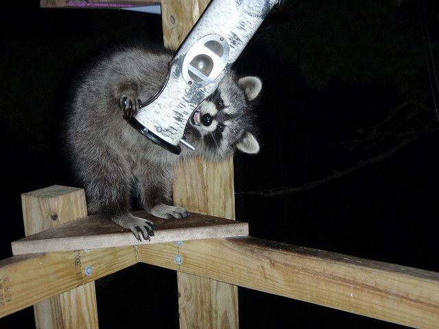 Raccoon Kit Raccoon Kit