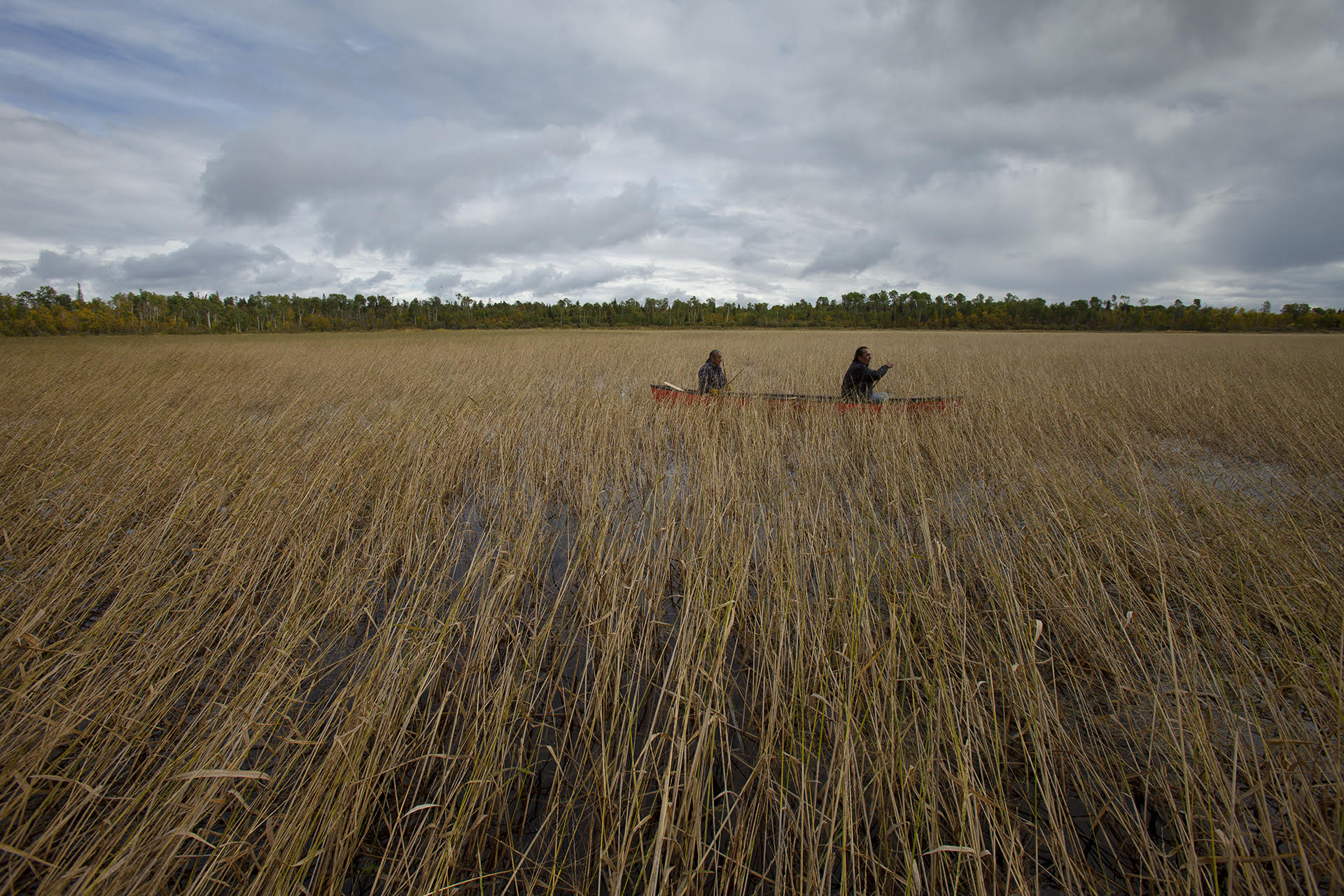 Des membres de la Première Nation Sagkeeng, une communauté anichinaabée située à l'extrémité sud du lac Winnipeg, au Manitoba, récoltent du riz sauvage le 14 septembre 2012.