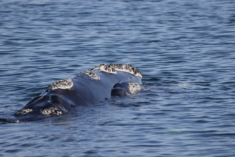 Right Whale The Canadian Encyclopedia