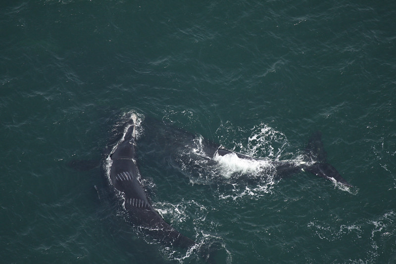 Cicatrices causées par les collisions avec des navires