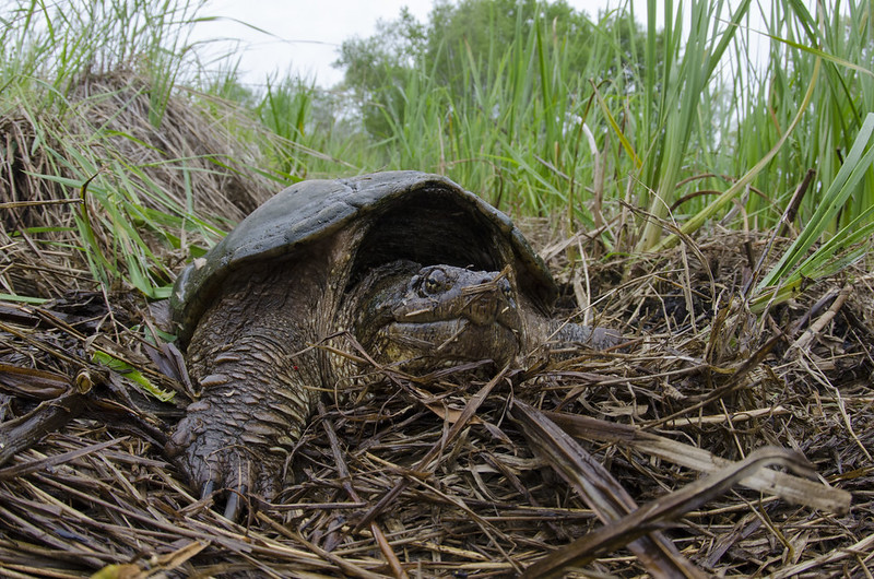 Bêtes de science : la drôle de mémoire des tortues géantes