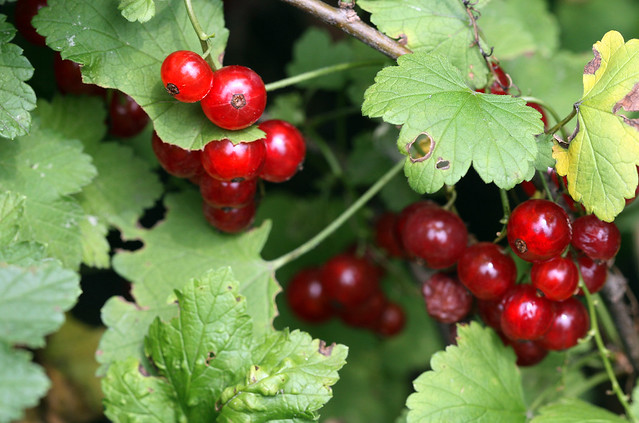 Wild Berries in Canada | The Canadian Encyclopedia