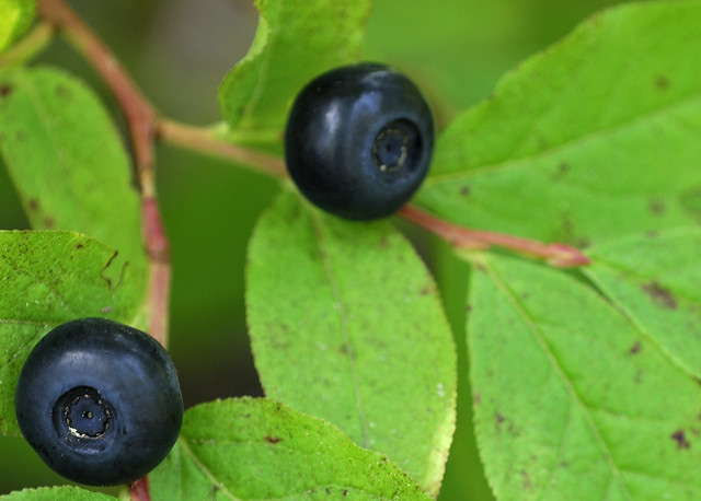 Bilberries