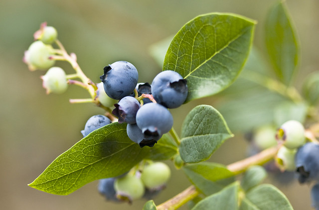 Wild Berries in Canada