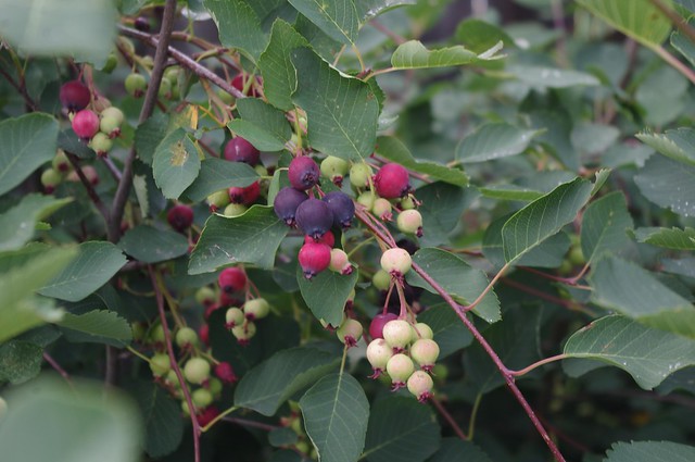 Saskatoon Berries