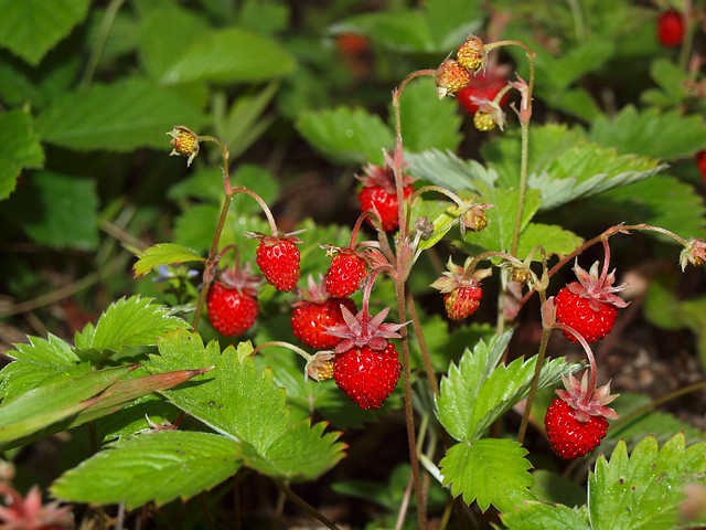 Wild Berries in Canada | The Canadian Encyclopedia