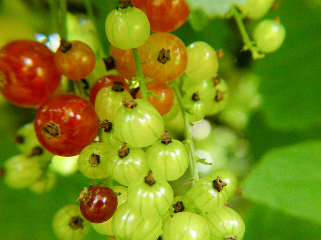 Gooseberries