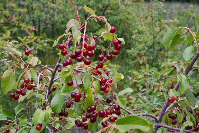 Chokecherries