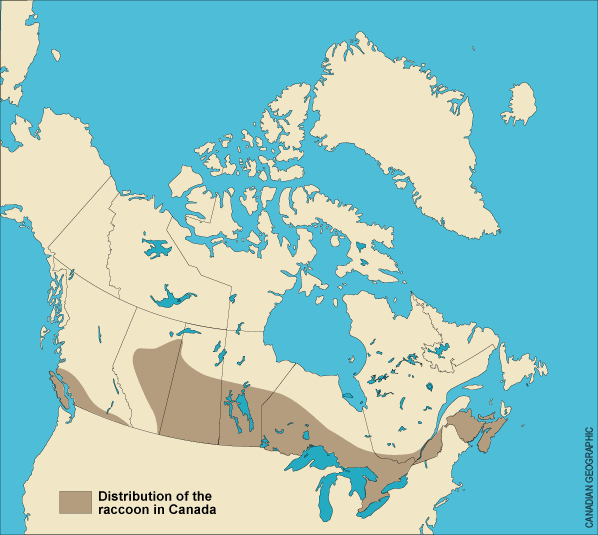 A map showing raccoon distribution in Canada A map showing raccoon distribution in Canada