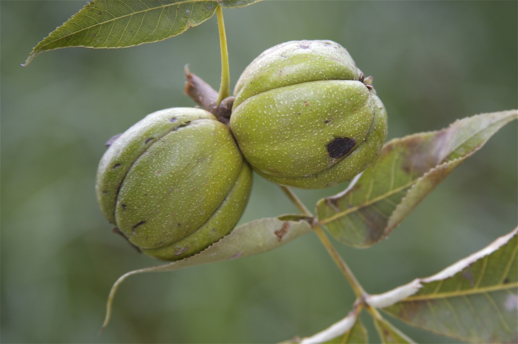 Shagbark Hickory (Carya ovata)