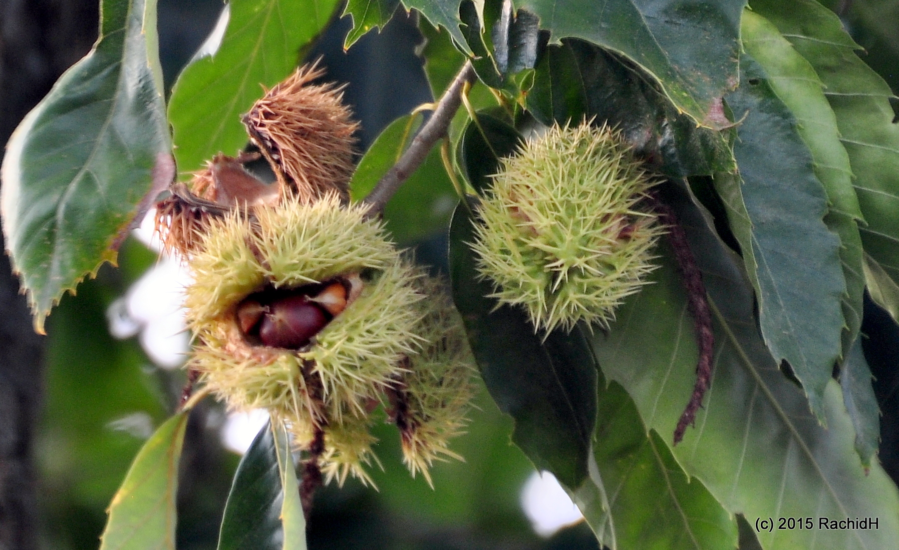 Châtaignier d’Amérique (Castanea dentata)