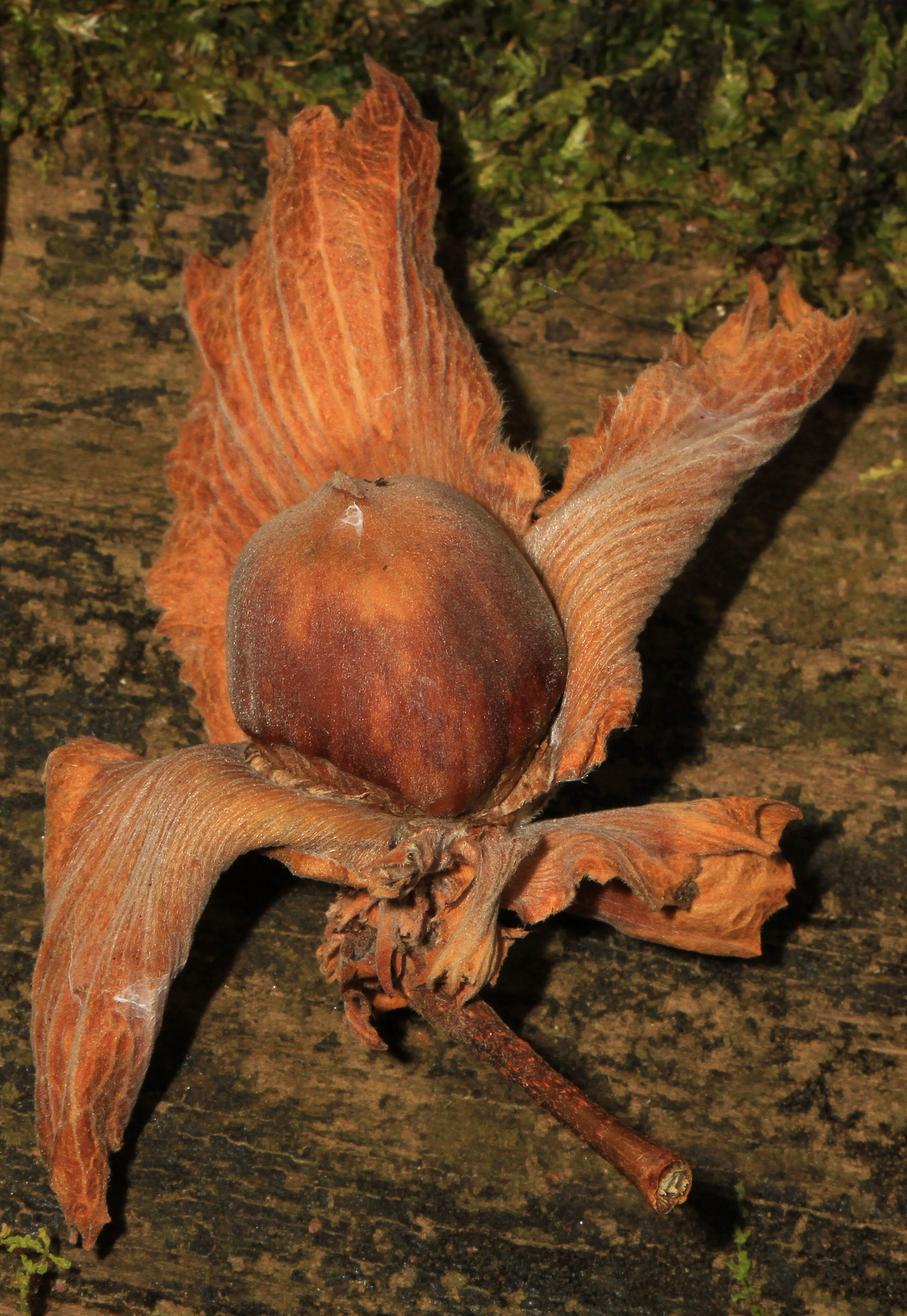 Harvested American Hazelnut