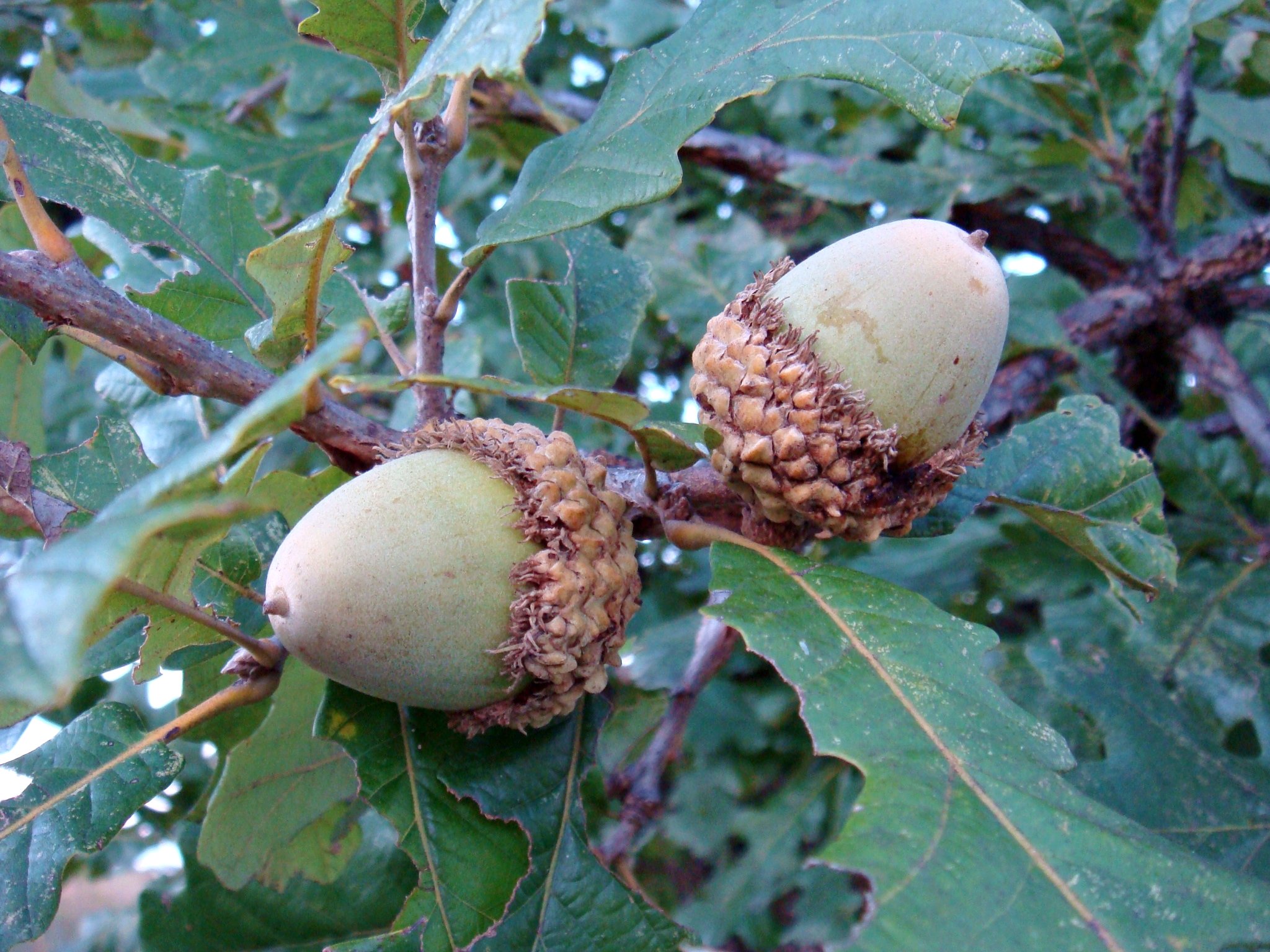 Chêne à gros fruits (Quercus macrocarpa)