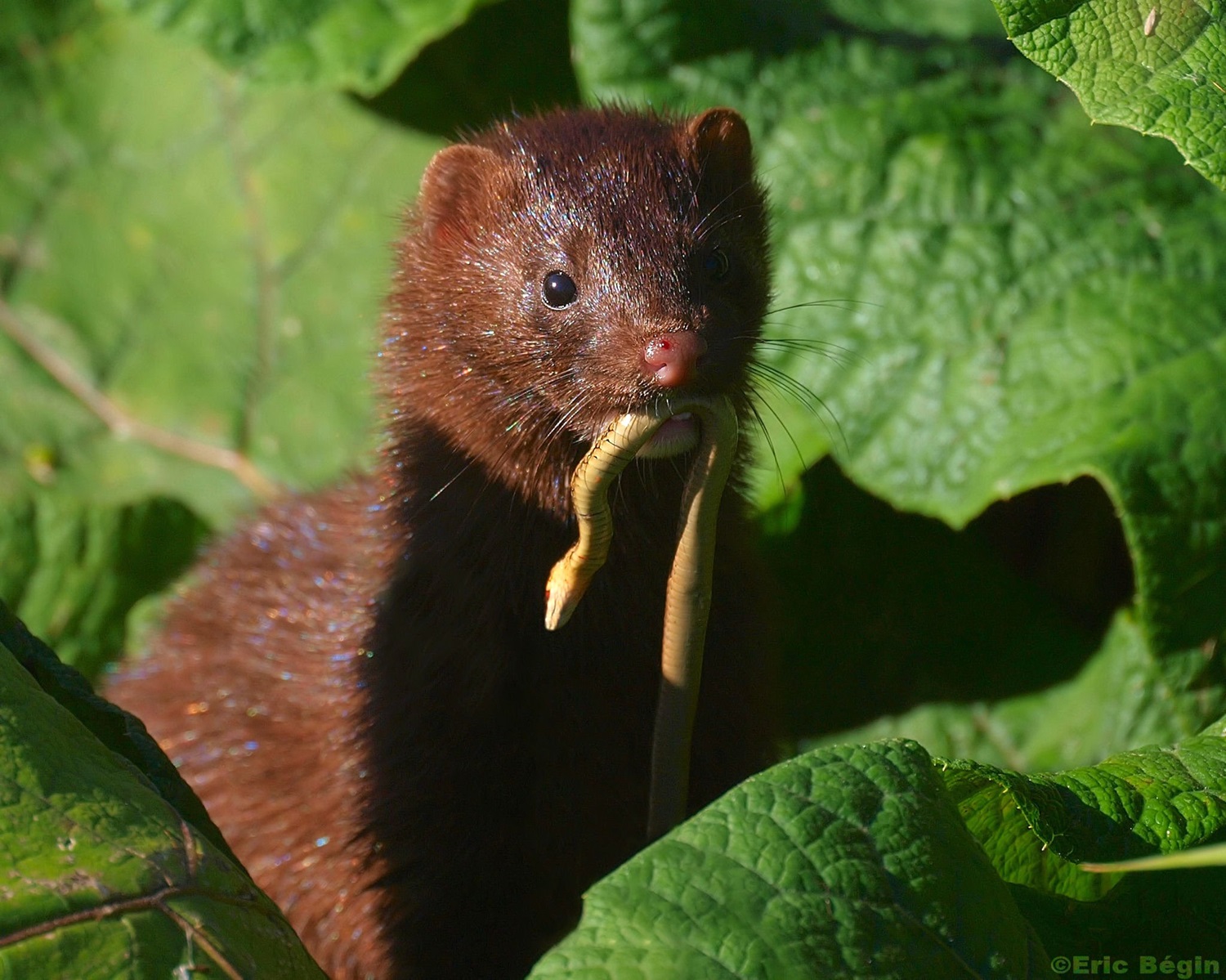 Vison d’Amérique et couleuvre rayée Un vison foncé avec une couleuvre rayée dans la gueule.