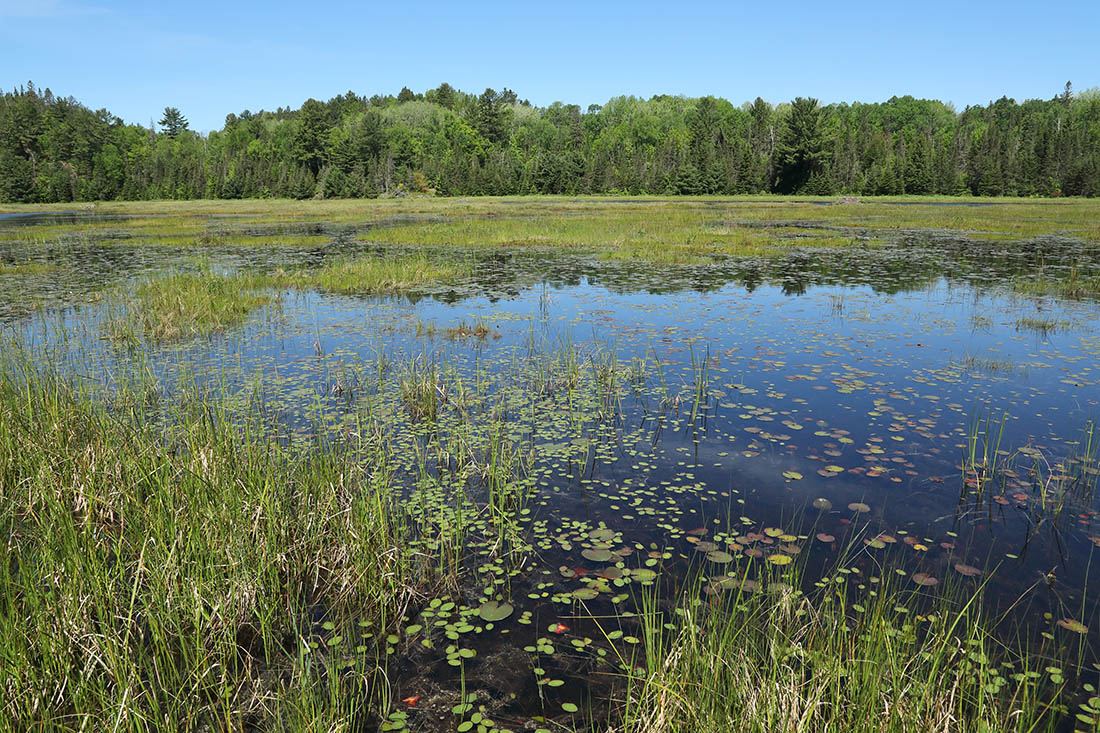 Mink Frog Habitat Sunny wetland.