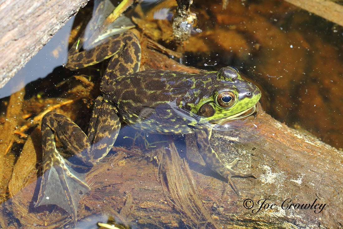 Mink Frog in Pond Mink frog sitting in a pond.