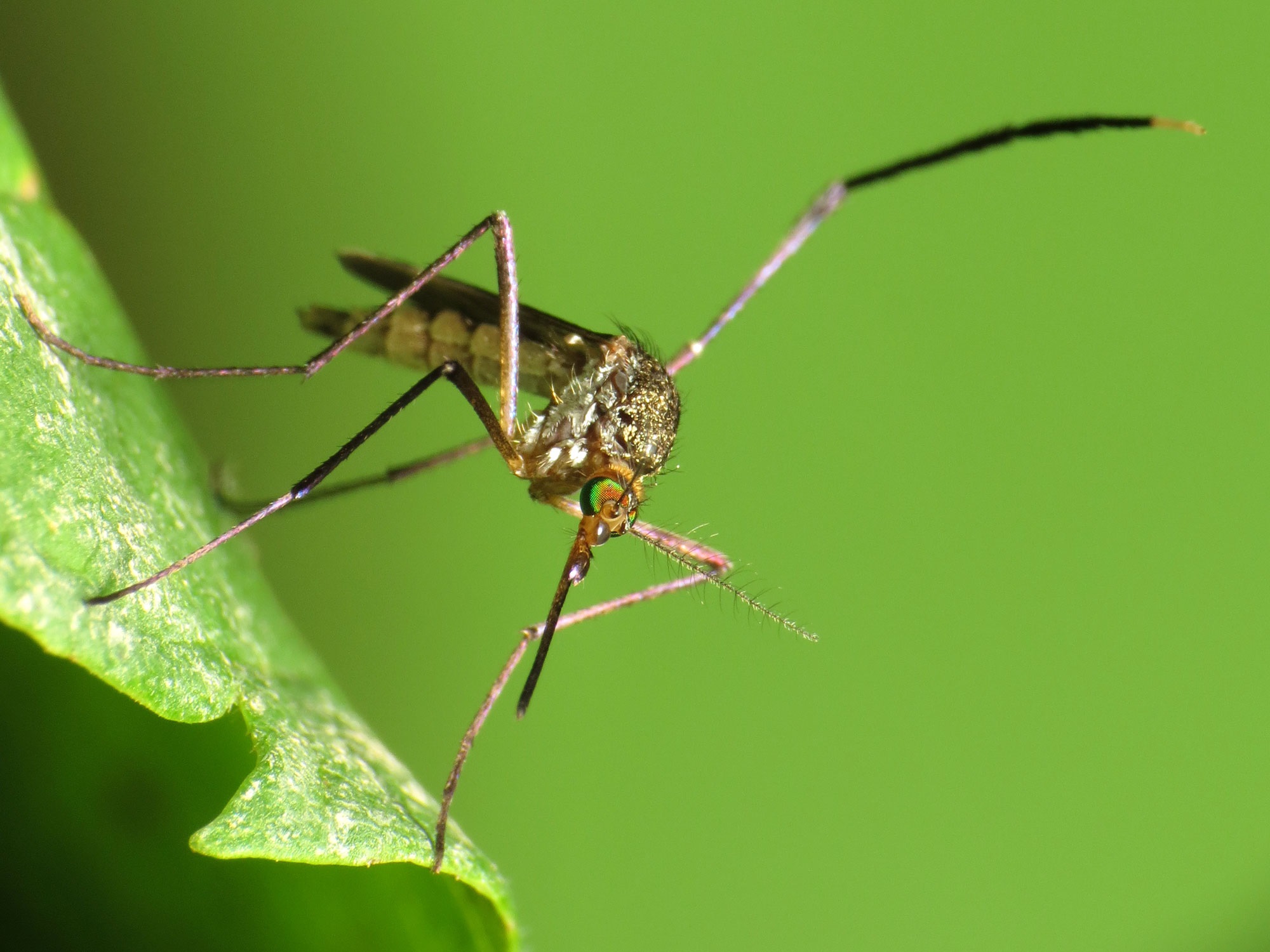 Mosquito Mosquito on a leaf.