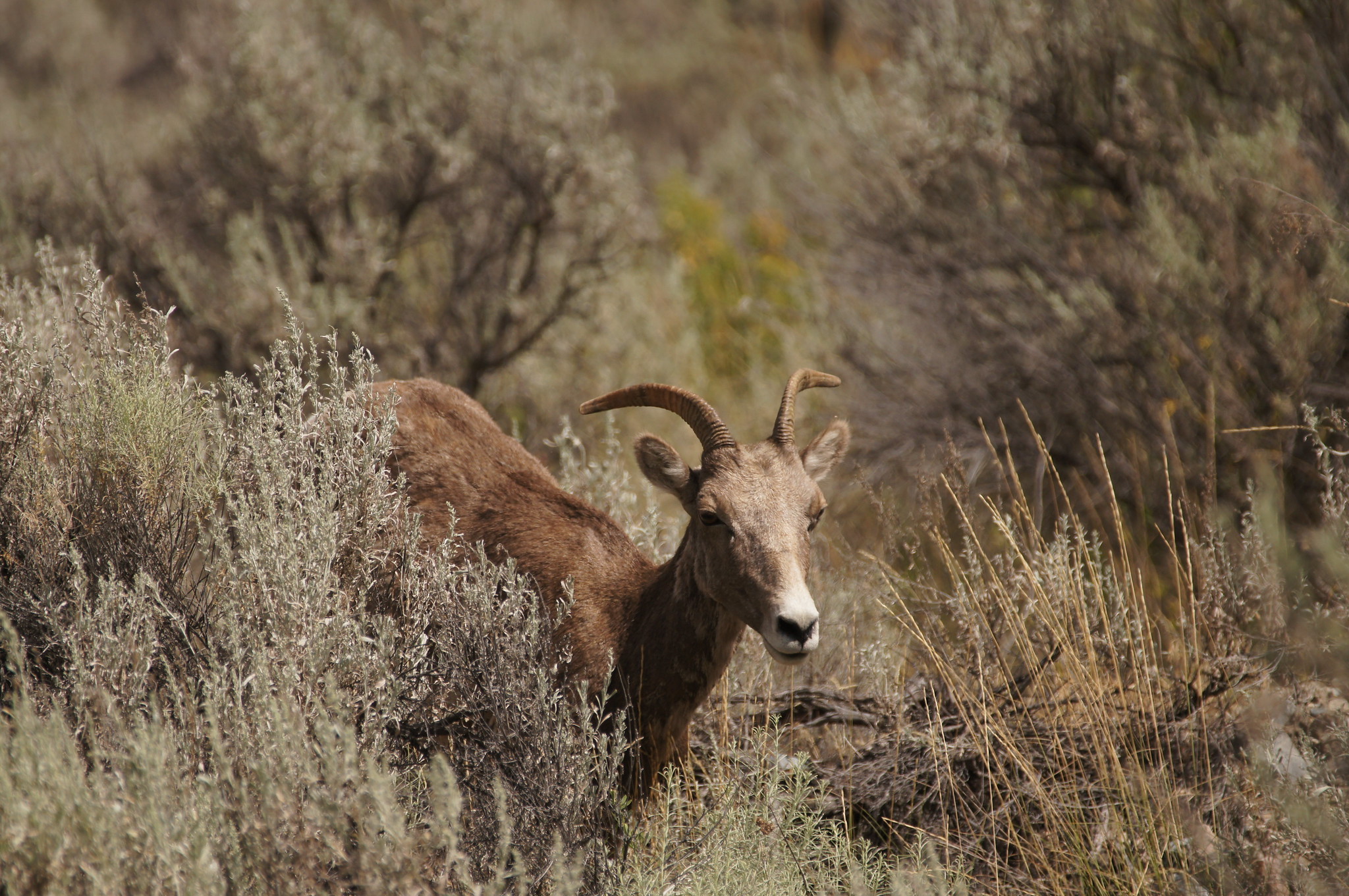 Mouflon dans la chaîne Cariboo Mouflon dans la chaîne Cariboo